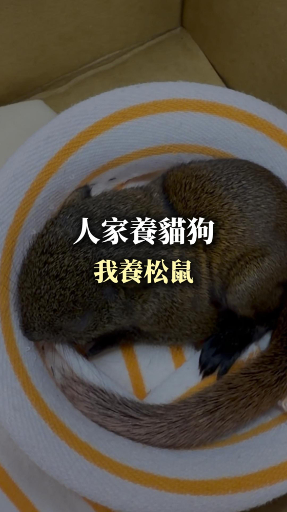 人家養貓狗，我養松鼠