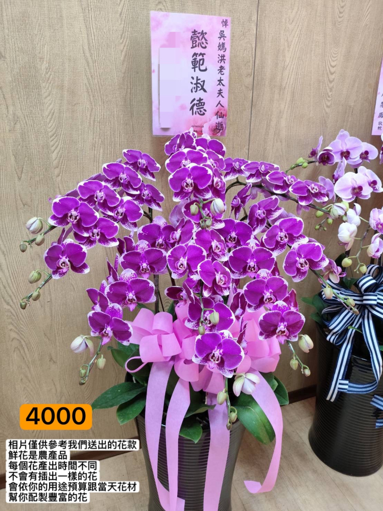 蘭花盆